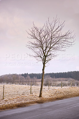 Buy stock photo Leafless, tree and road in nature with field, rural and season change in agriculture landscape. Environment and climate for ecology and deforestation, country side and forest for wood in winter