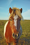A photo of horse in natural setting
