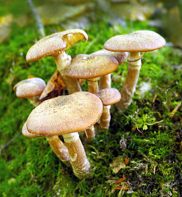 Buy stock photo Mushroom, grass and grow on soil in earth for garden in environment. Fungus, poison and food in outdoor for ground in season with ecology and moss in nature for natural and sunlight for geography 