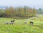 A photo of horses in natural setting
