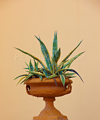 Buy stock photo A potted indoor cactus isolated on studio background. Agave plant in ceramic pot. Large plant holder as vintage home decor. Ornamental indoor plant with prickly succulent leaves in an antique design