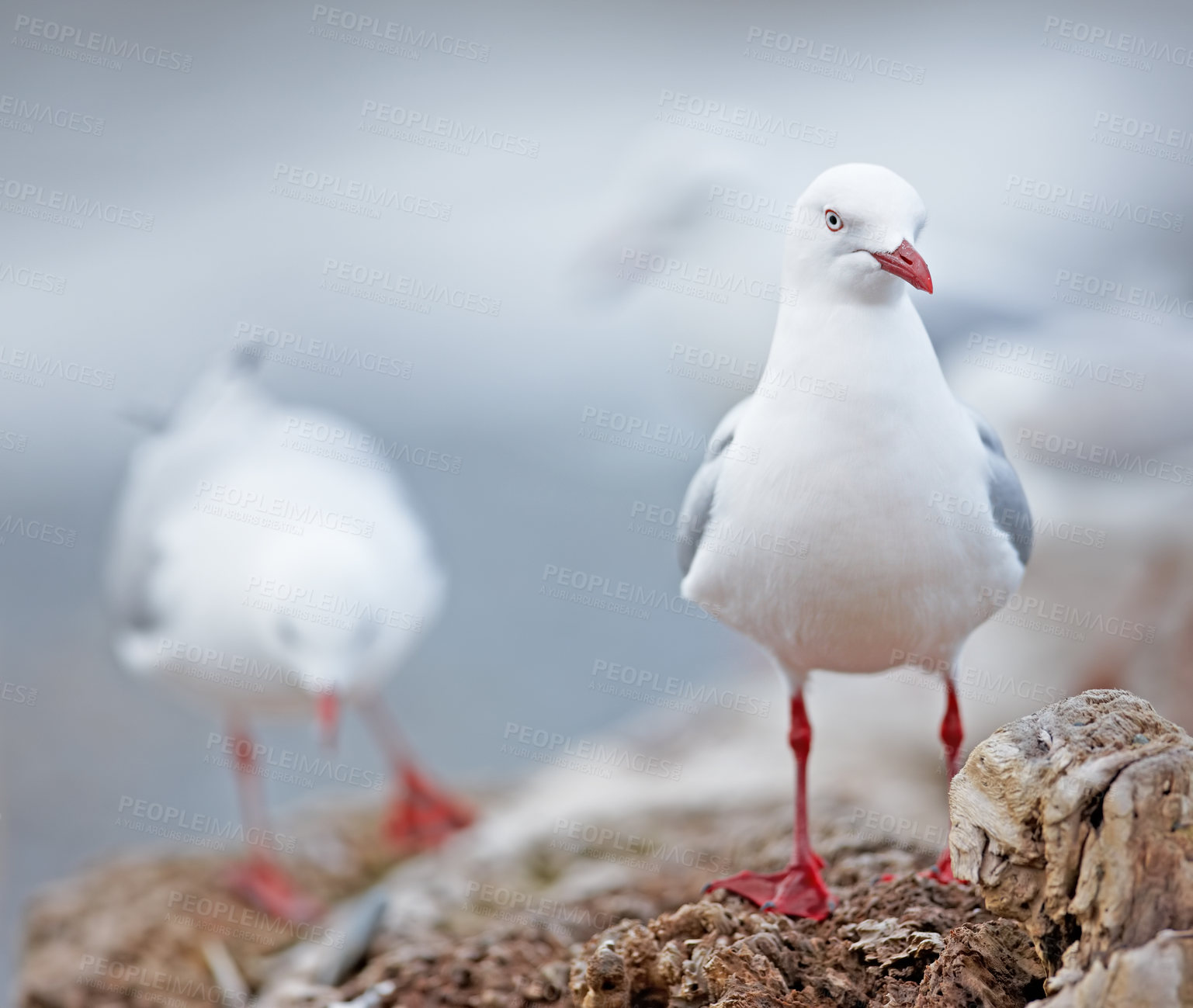 Buy stock photo A photo of sea gulls