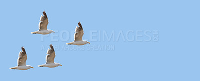 Buy stock photo A photo of sea gulls