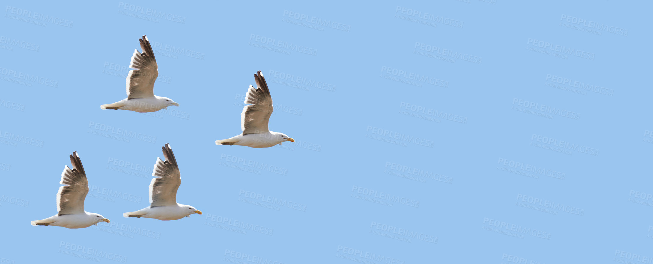 Buy stock photo A photo of sea gulls