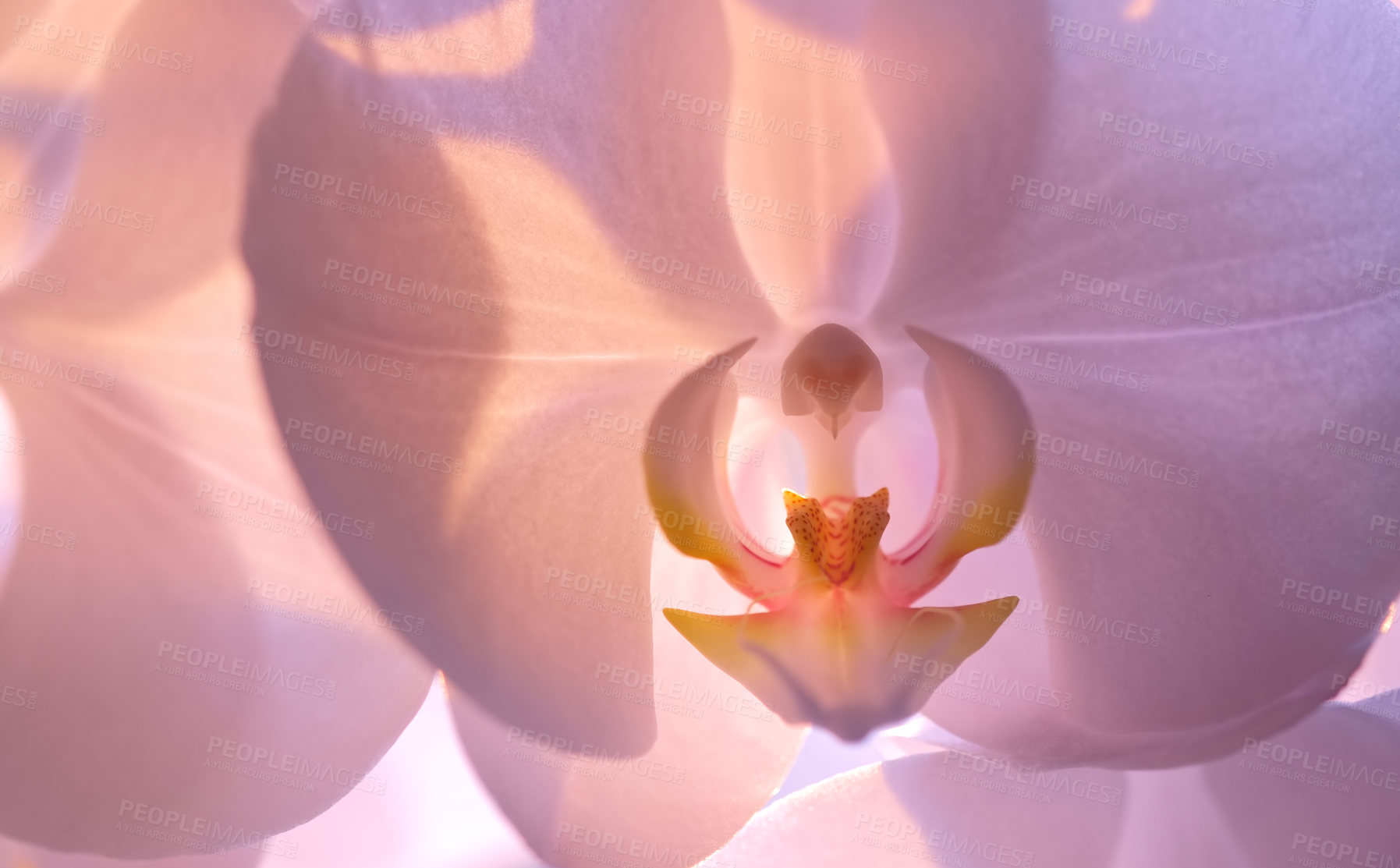 Buy stock photo A photo of a beautiful Orchid