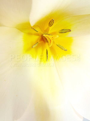 Buy stock photo Macro, flower and lily in garden and nature, environment with natural background and spring time. Closeup of plant, petals and pollen with gardening, blossom and botanical with ecology for growth