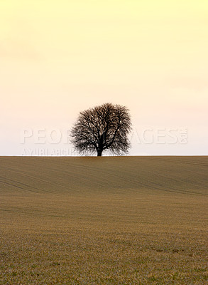 Buy stock photo Tree, nature and countryside open field or sunset environment for spring holiday, vacation or agriculture. Plants, grass and mockup space outdoor or remote Europe for peaceful, relaxing or evening