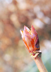 A photo of a spring bud