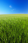 A landscape photo of a green field and blue sky