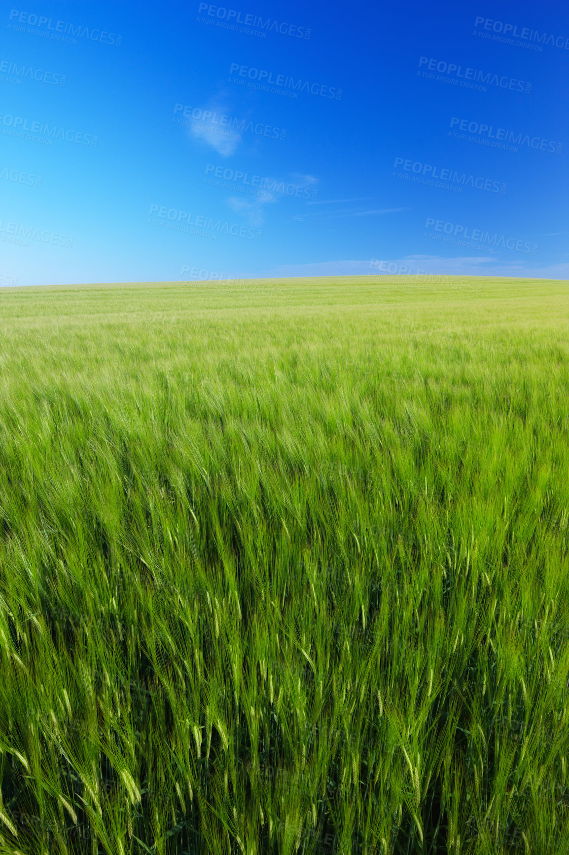 Buy stock photo Sky, lawn mockup and field with landscape of agro farming and outdoor plant growth in summer. Background, botanical or space for environment, grass or natural pasture for crops and ecology in nature