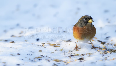 Buy stock photo Bird, snow and nature with feather in natural environment for wildlife, ecosystem and fly outdoor. Fluffy and fragile with wing and color in habitat and standing for survival in winter weather   