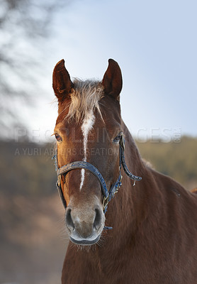 Buy stock photo Horse, portrait and countryside land in nature ranch or environmental outdoor for adventure, agriculture or wellness. Stallion, face and grass field in Texas for riding farmland, vacation or travel