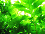 Green background of strawberry leaves