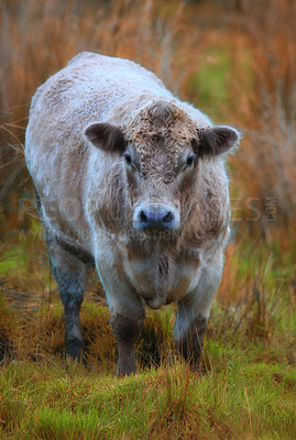 Buy stock photo A photo of white cow in New Zealand