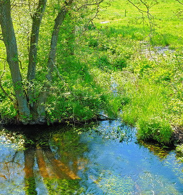 Buy stock photo Landscape, nature and water in creek with trees, bush and environment in sunshine with green plants. Woods, river and stream with growth, sustainability and ecology for swamp, summer and countryside