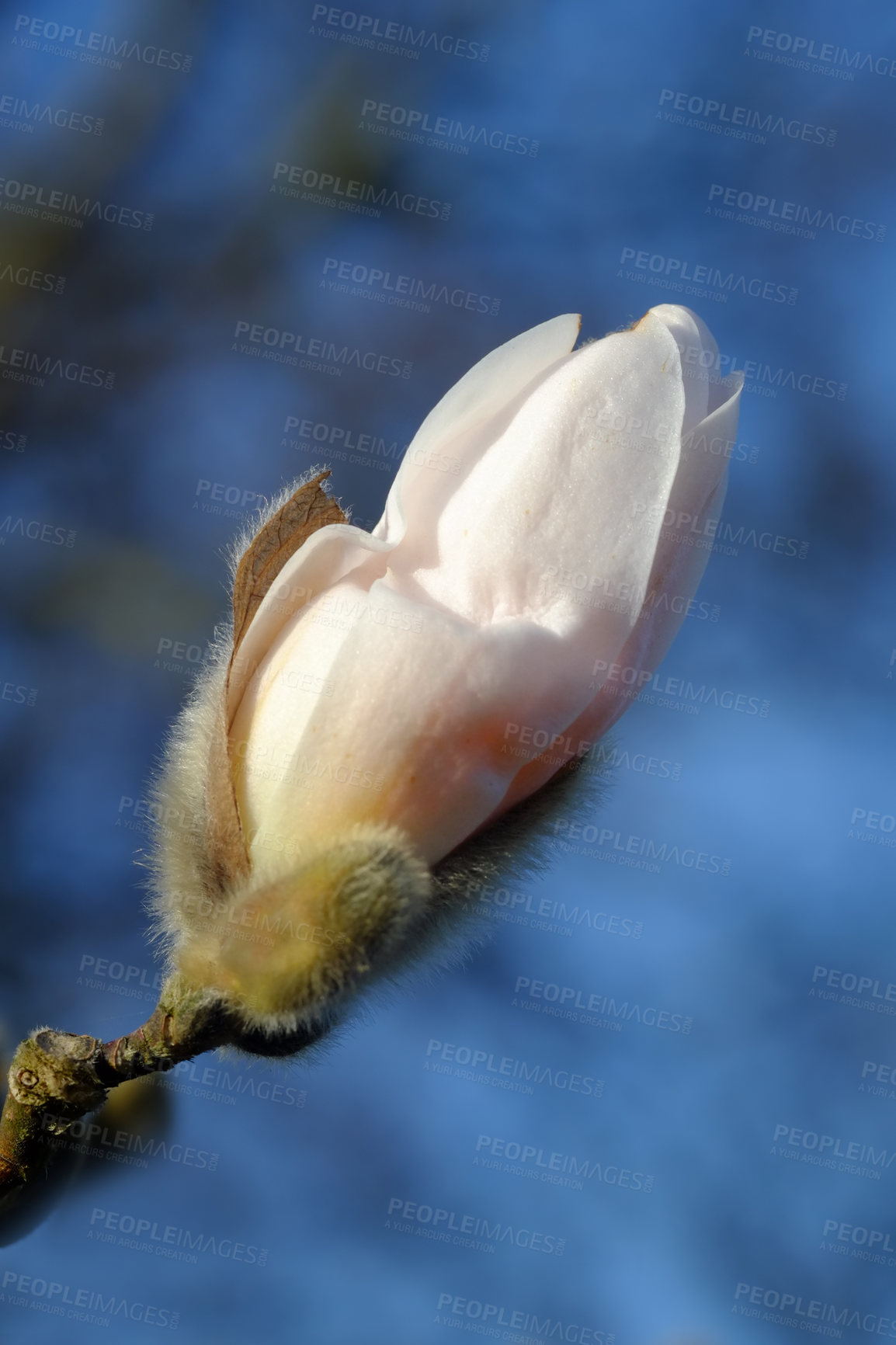 Buy stock photo Bud, nature and sky with flower, Japan and spring with nature and environment with sunshine and growth. Plants, closeup and earth day with leaf or sustainability with summer and floral with fresh air