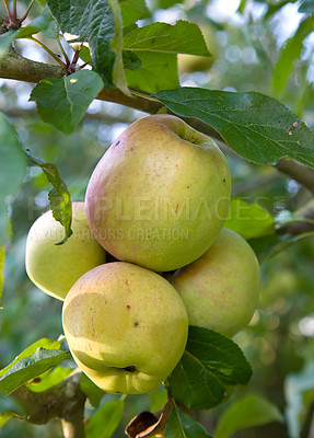 Buy stock photo Sustainability, agriculture and farm with apple on tree for nature, health and growth. Plants, environment and nutrition with ripe fruits on branch for harvesting, farming and horticulture