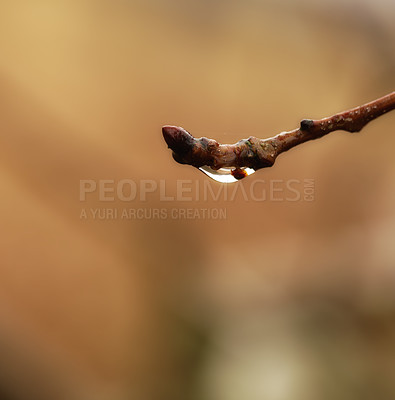 Buy stock photo Rain, plant and macro of wet twig with water drop, morning dew and environment in garden, backyard and landscape. Bokeh, nature and close up of spring bud in countryside, rainforest or woods