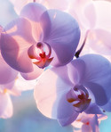 A photo of Beautiful Orchids