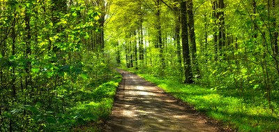 Buy stock photo Cropped shot of a huge forest