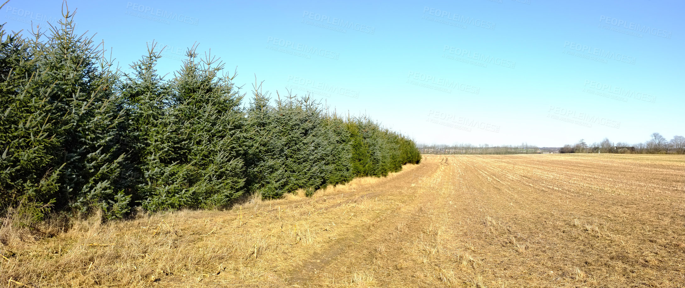 Buy stock photo Countryside, forest and trees with sunshine, environment and agriculture with growth or plants. Empty, blue sky or fresh air with grass or natural with woods or eco friendly with ecology or landscape
