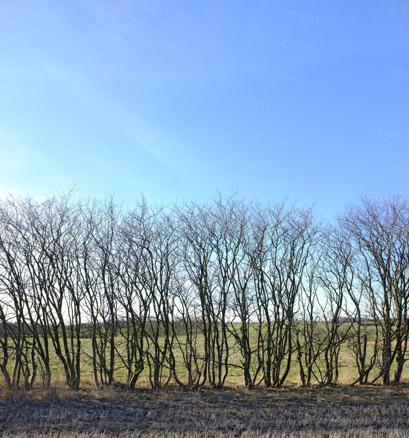 Buy stock photo Forest, trees and blue sky with environment, countryside and climate with spring and sunshine. Growth, plants and woods with natural and grass with farm and landscape with field and sustainability