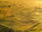 Nature's ripe harvest - Wheat