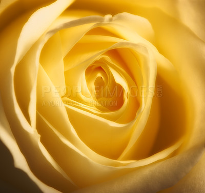 Buy stock photo Rose, macro and flower with nature or environment, Spring and natural background for gardening. Ecology, landscape or wallpaper with yellow plant in garden, growth and green with blossom for botany
