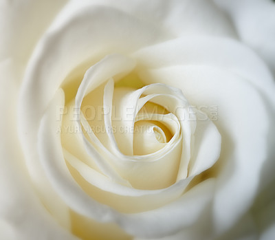 Buy stock photo Rose, flower closeup with nature or environment, Spring and natural background for gardening. Ecology, landscape or wallpaper with white plant in garden, growth and green with blossom for botany