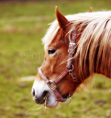 Buy stock photo Closeup of a brown horse’s face eating on a lush green landscape on a summer day. One wild horse grazing on rural farm land or lawn. Zoom on pony feeding on a breezy pasture in early spring morning 