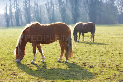 Buy stock photo Horses, grass field and countryside for outdoor grazing in environment for food, sustainability or animal. Stallion, pet and hay for healthy nutrition in Texas for agriculture meal, eating or ranch