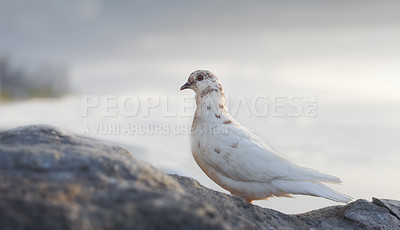 Buy stock photo Dove, bird and outdoor at ocean environment or ecosystem wildlife or coastal sea habitat for relax, calm or sitting. Feathers, fowl and outside in South Africa or animal with wings, perched or water