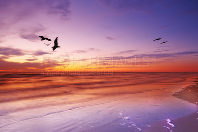Buy stock photo A photo  of a bird and sunset in strange colors