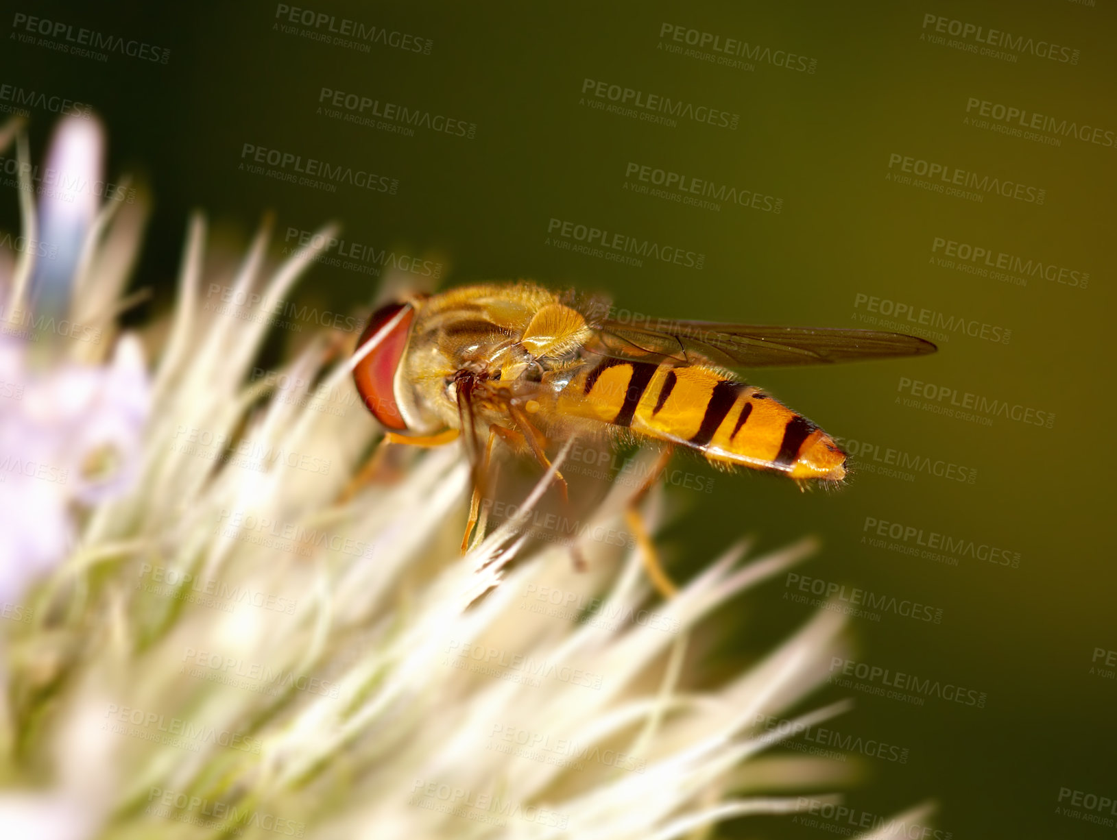 Buy stock photo Flower, insect and bee for food in nature, garden and sustainable environment for nutrition. Closeup, bug and plant for botany and ecosystem in outdoors, bud and organic pollen snack in countryside