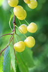 A photo of yellow autumn cherries