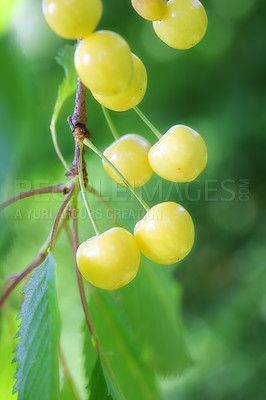 Buy stock photo Plants, growth and grapes for vineyard, farming and nature with harvesting season for winery production. Closeup of fruits on branch for sustainability, food and organic or eco friendly gardening