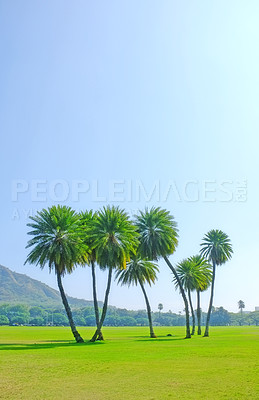 Buy stock photo Nature, field and environment with trees, sunshine or grass with spring or ecology with growth. Empty, fresh air or countryside with landscape or eco friendly with plants or earth with field or green
