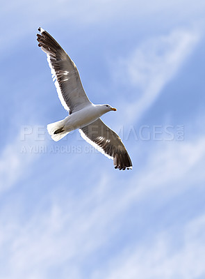 Buy stock photo Flight, freedom and bird in sky with clouds, animals in migration and travel in air. Nature, wings and seagull flying with calm, tropical summer and wildlife with feathers, hunting and journey