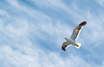 A photo of  a beautiful sea gull