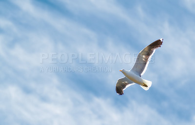 Buy stock photo A photo of  a beautiful sea gull