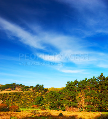Buy stock photo Outdoors, nature and trees or field in countryside, ecosystem and calm hill for holiday or vacation. Peace, sustainable environment and travel to relax in New Zealand, plants and blue sky for ecology