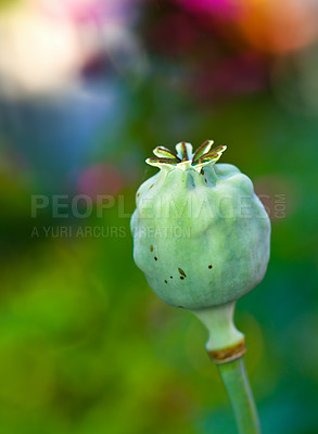 Buy stock photo closeup of an opium plant bud closed outside in a garden. Photo of a wild Papaver somniferum that has not opened yet. Beautiful lush green flowerhead isolated on a blurred nature background