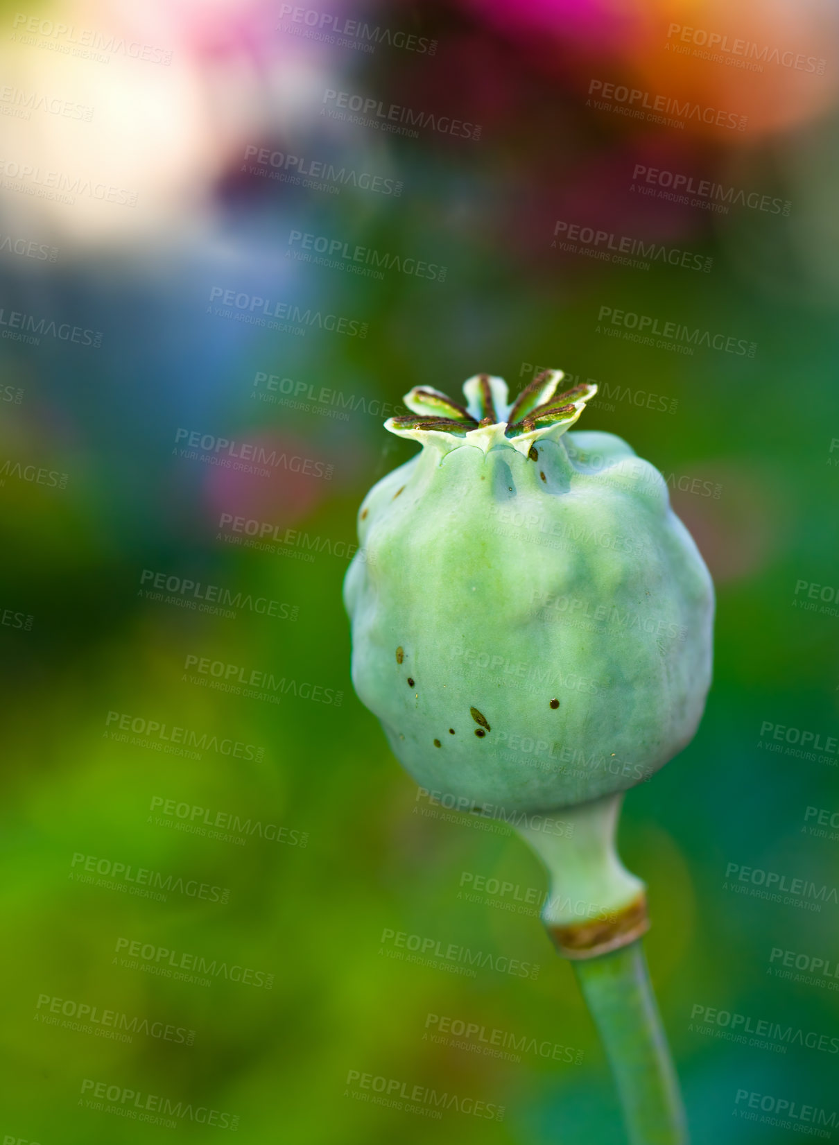 Buy stock photo closeup of an opium plant bud closed outside in a garden. Photo of a wild Papaver somniferum that has not opened yet. Beautiful lush green flowerhead isolated on a blurred nature background