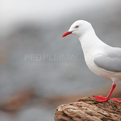 Buy stock photo Bird, outdoors and ocean in nature, rocky terrain and avian animal in the wild. Seagull, wildlife and feathers for gulls native to shorelines, sea and closeup of bill for birdwatching or birding  
