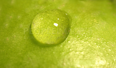 Buy stock photo Closeup of water drop on green apple, background and fresh fruit for wellness, health and diet. Macro, fluid and droplet on texture nutrition, food and snack