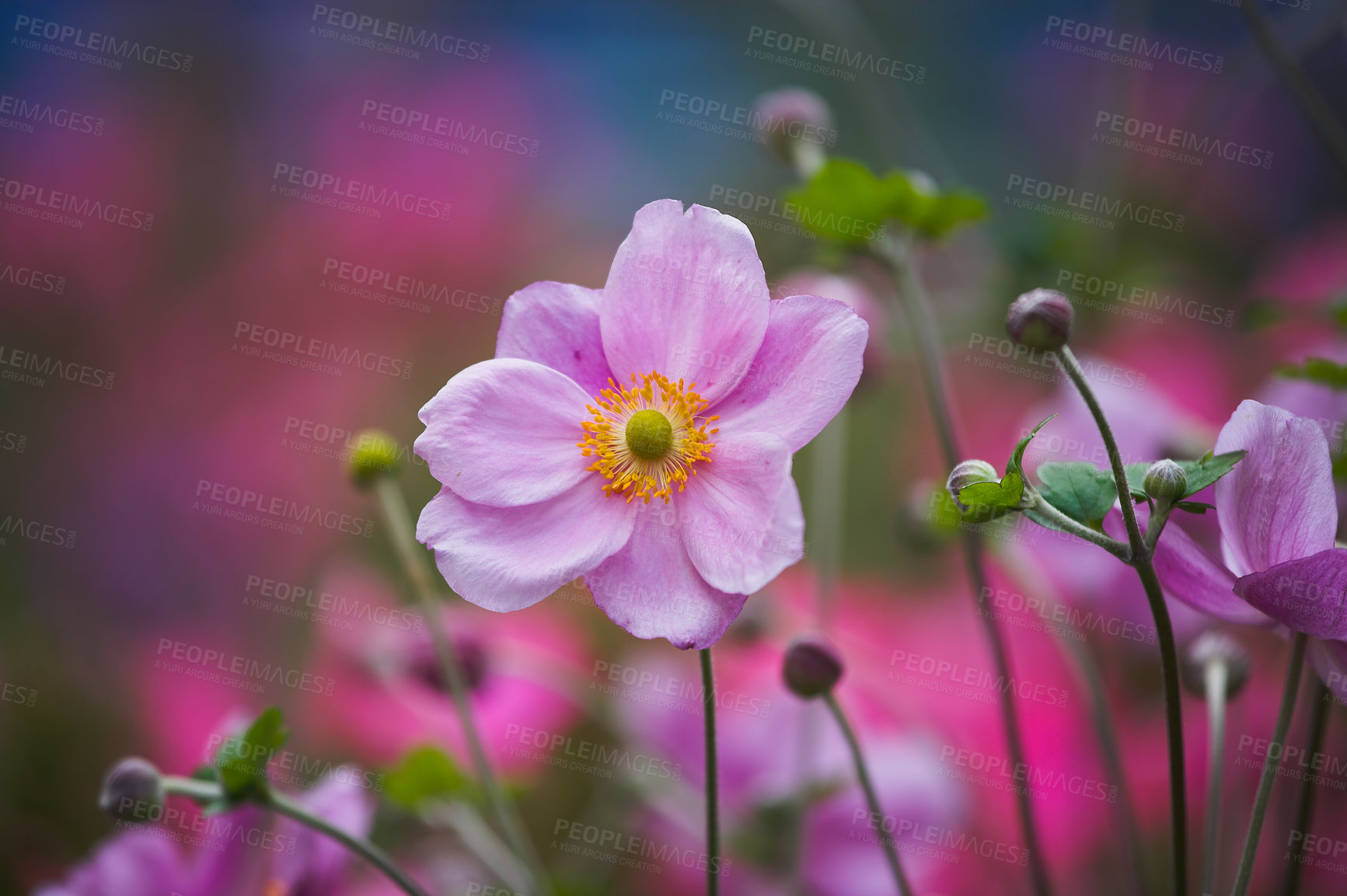 Buy stock photo Nature, spring and flowers in calm field with natural landscape, morning blossom and floral zen. Growth, peace and pink bush in green backyard garden, Japanese countryside or sustainable environment.