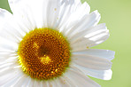 A close-up and very detailed photo of a chamomile flower