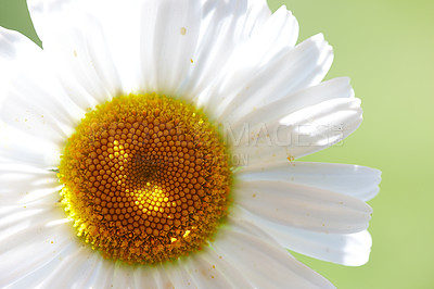 Buy stock photo A close-up and very detailed photo of a chamomile flower