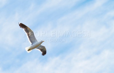 Buy stock photo Flight, freedom and bird in sky on mockup space, animals in migration and travel in air. Nature, wings and seagull flying in calm clouds, tropical summer and wildlife with feathers on hunting journey