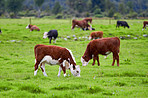 A photo a Red cow and green grass